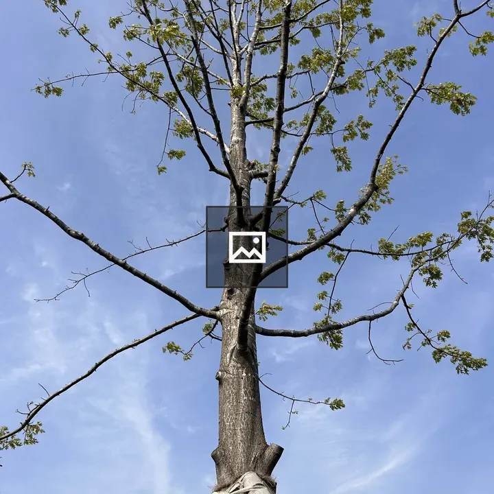 Tall Tree Against Sky