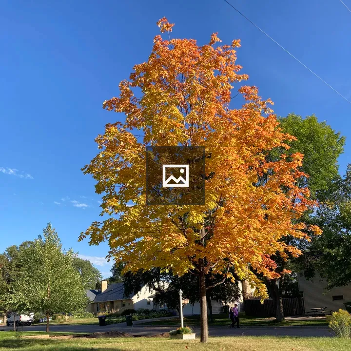 Fall colors with green background tree