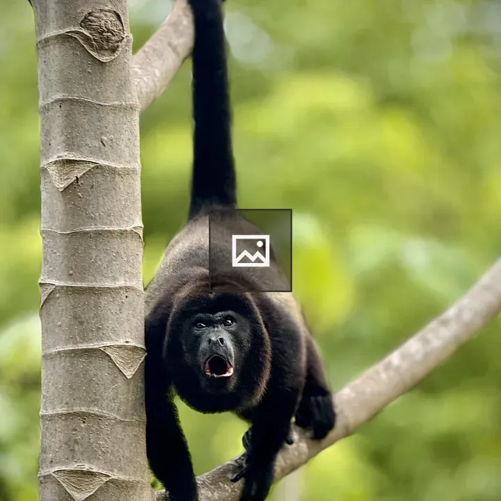 Howler Monkey Screaming