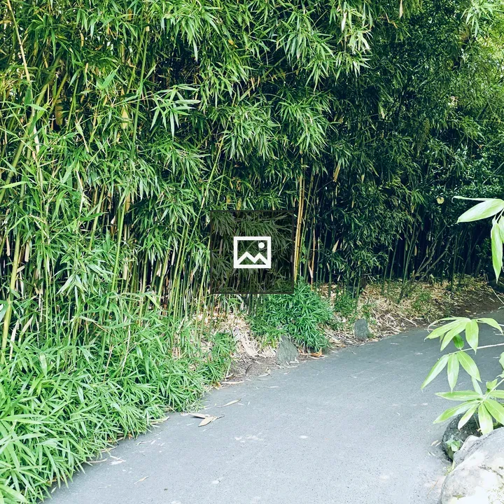 Curved garden path with bamboo