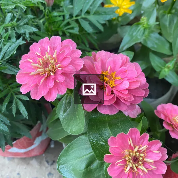 Zinnias in a cheerful garden
