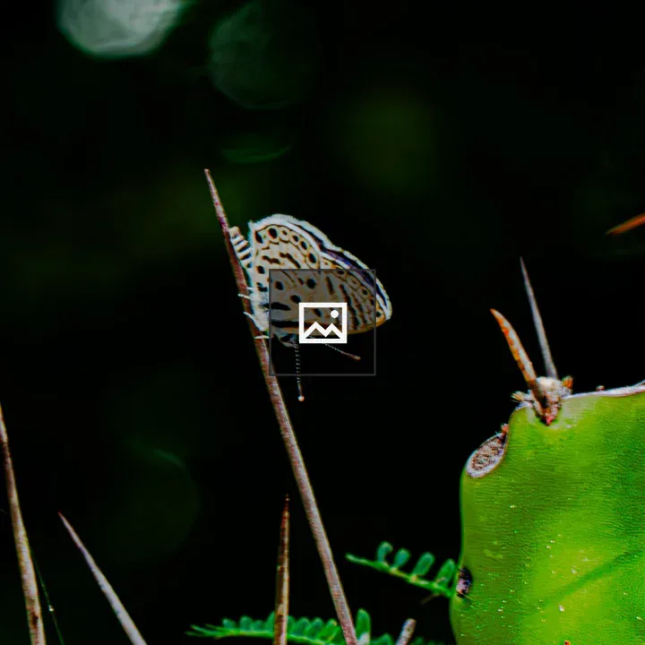 Macro butterfly on a thorn