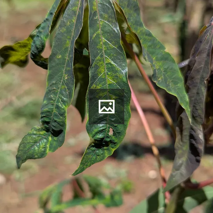 Close-up Cassava Leaves