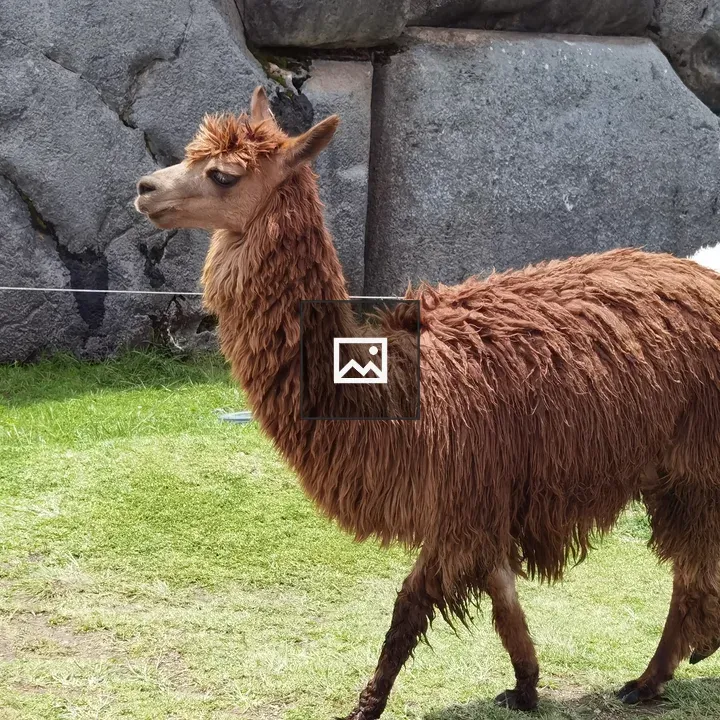 Alpaca Walking on Grass
