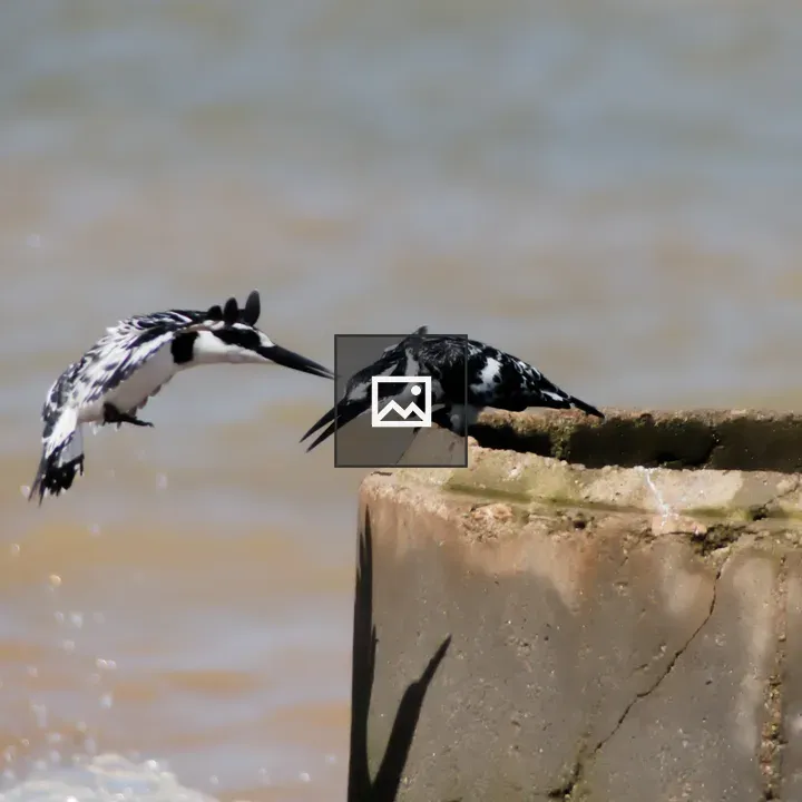Two kingfishers in flight