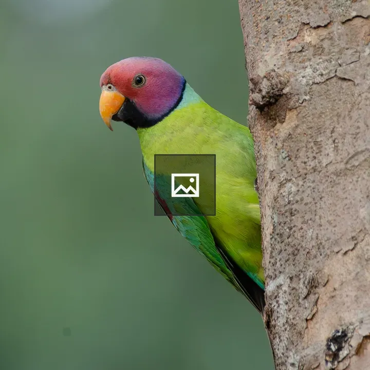 Male Plum-Headed Parakeet Clinging