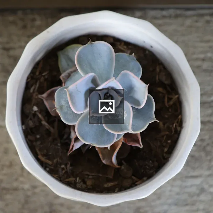 Top view succulent in white pot