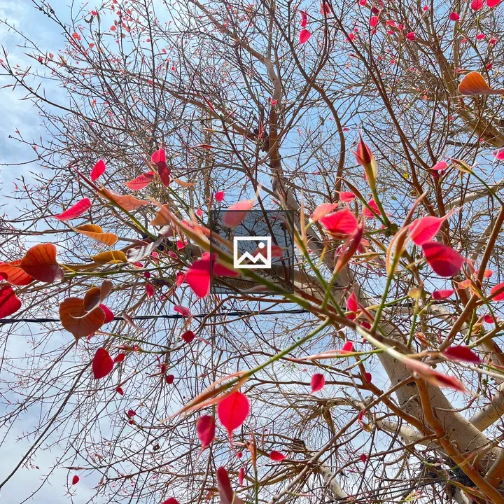 Peepal tree with reddish new leaves