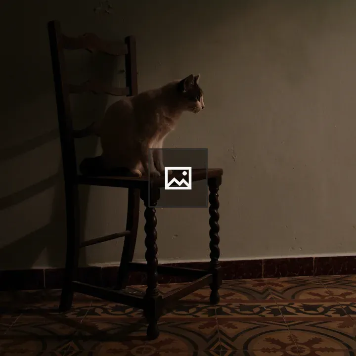 Cat posing on a chair