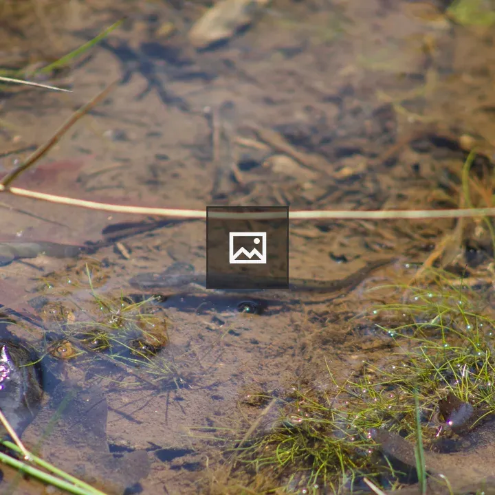 Salamander swimming
