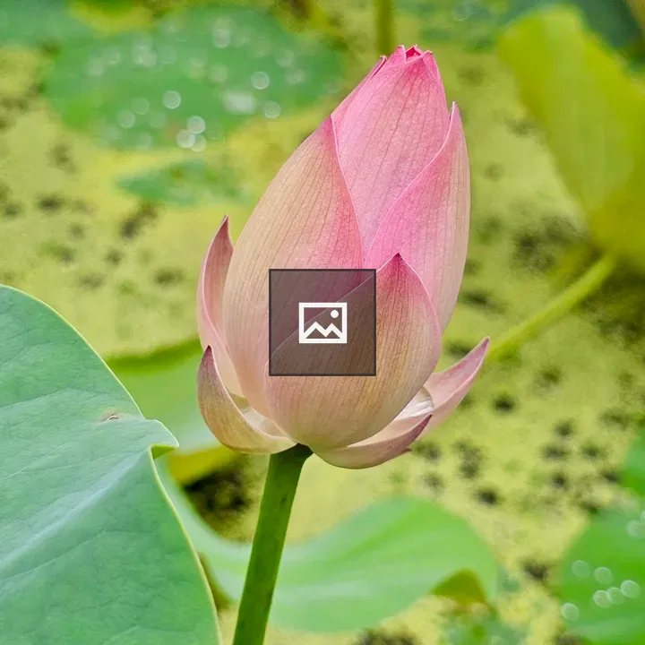 Pink lotus bud close-up