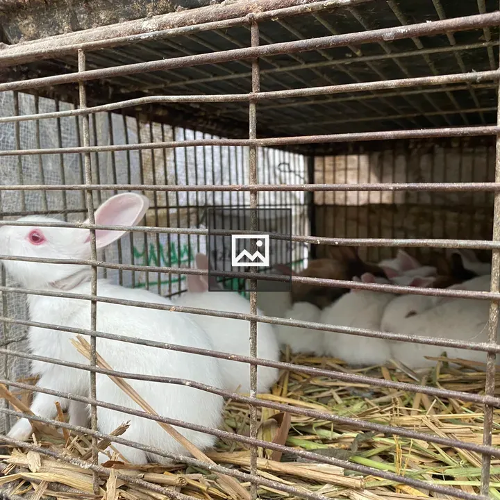 White rabbits in a wire cage