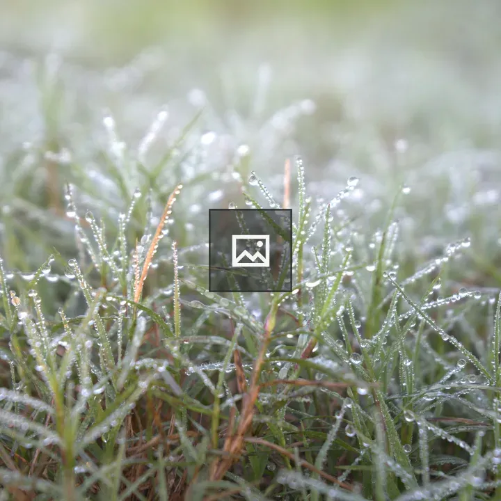 Dew on Fresh Grass Blades