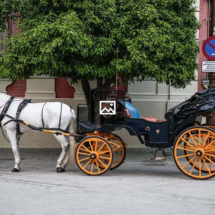 White horse with carriage