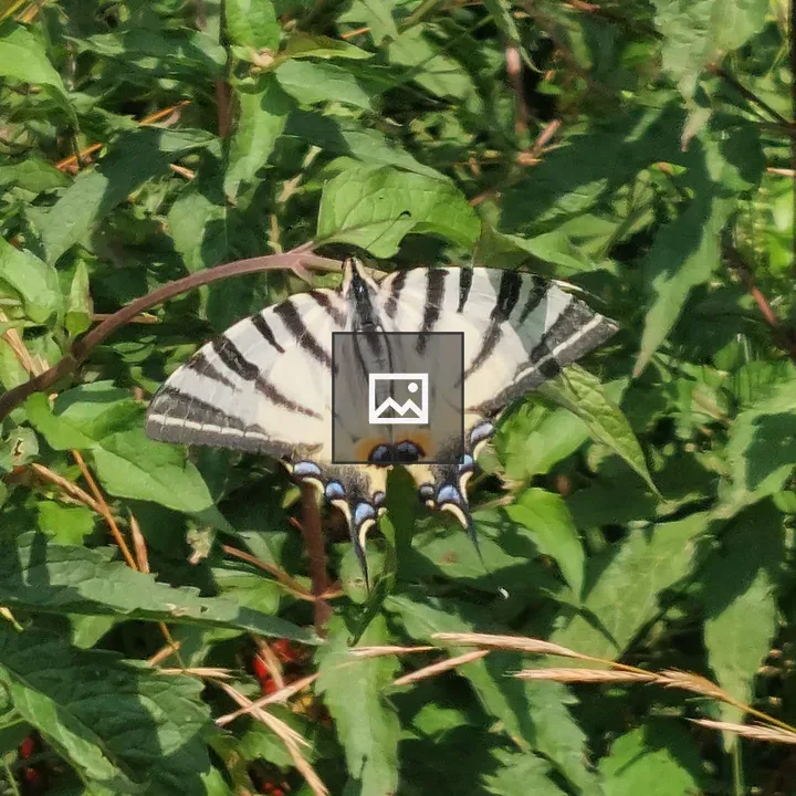 Butterfly Papilio machaon