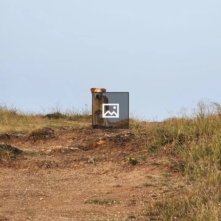 Single dog on the hill