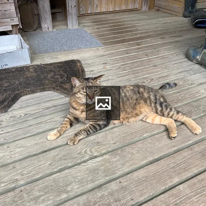 Cat on a wooden porch