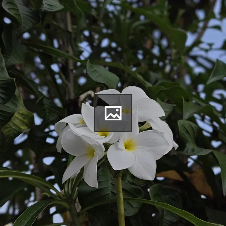 Plumeria Pudica Flowers Cluster