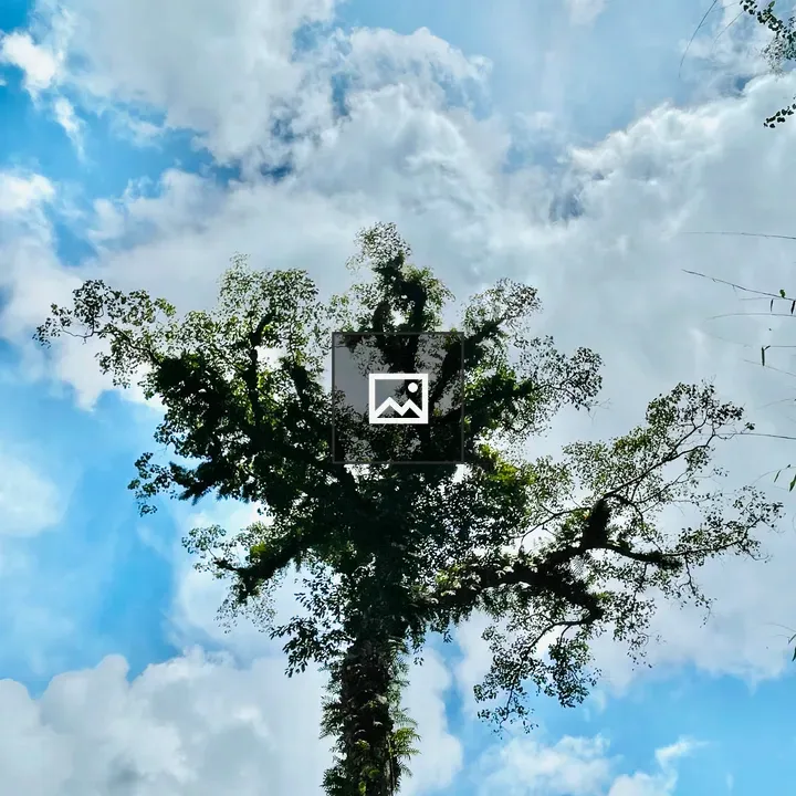 Grand tree near Thusharagiri Falls