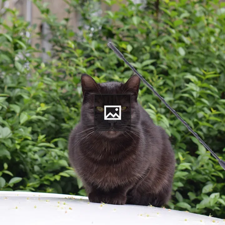 Black Cat on Car Top
