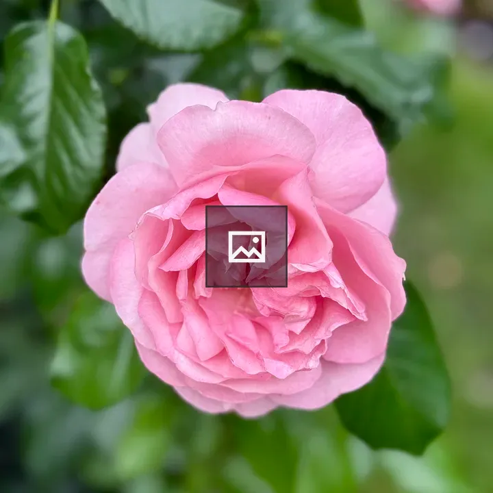 Pink Rose in Garden