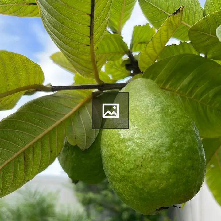 Close-up of green guava