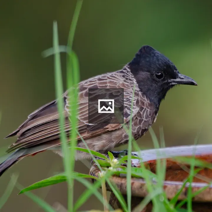 Red-vented Bulbul by Birdbath