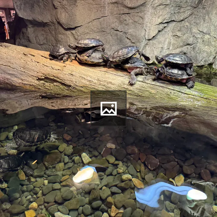 Seven turtles on a log