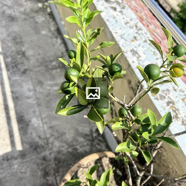 Small tree in pot on balcony