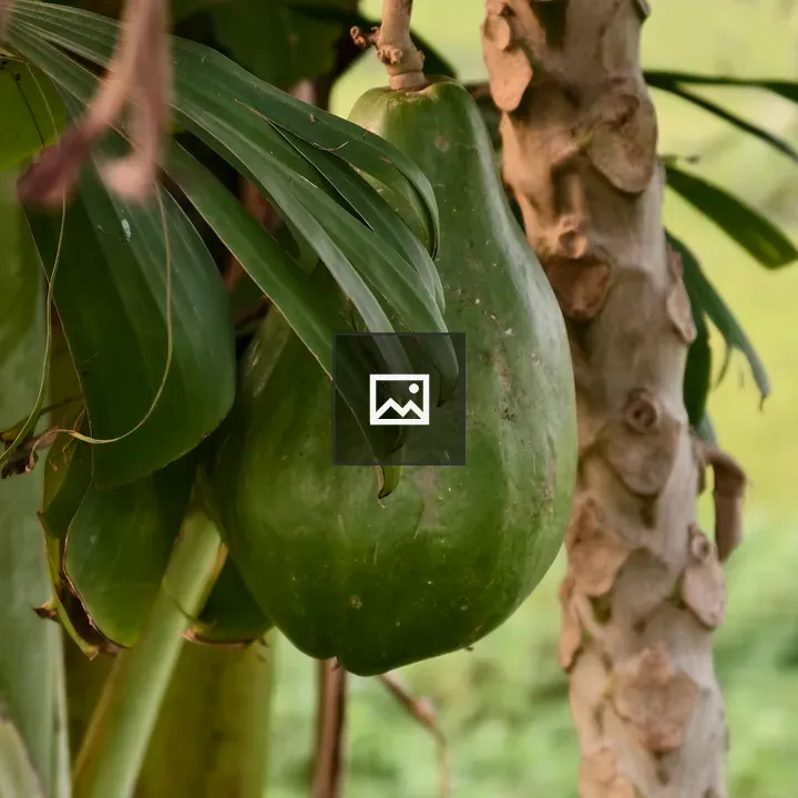 Unripe papaya on trunk