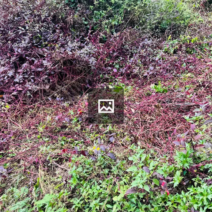 Patch of purple and green foliage