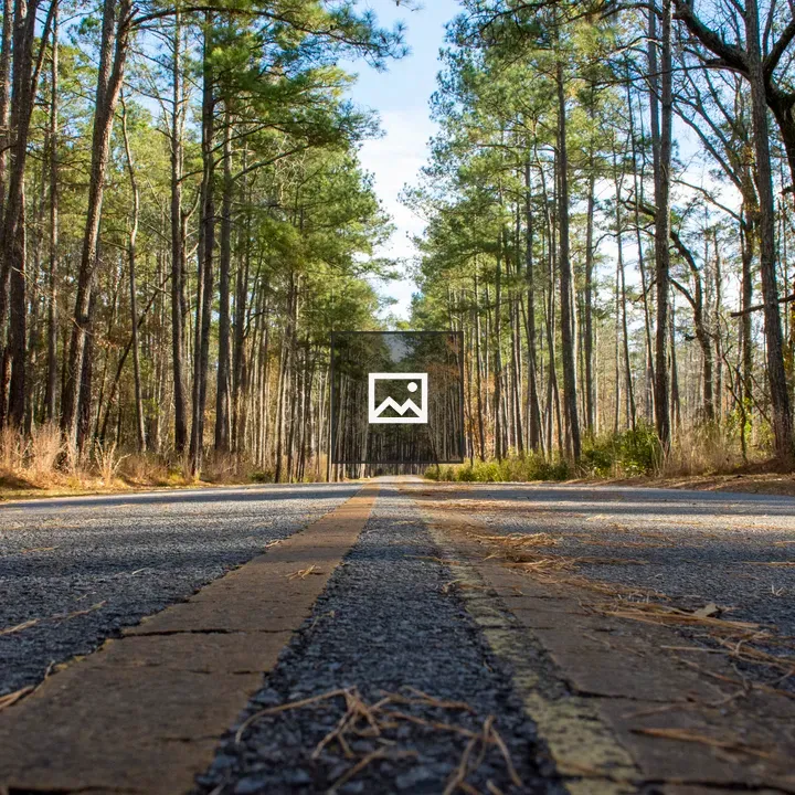 Road Through the Woods