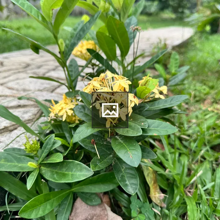 Yellow ixora flowers in garden