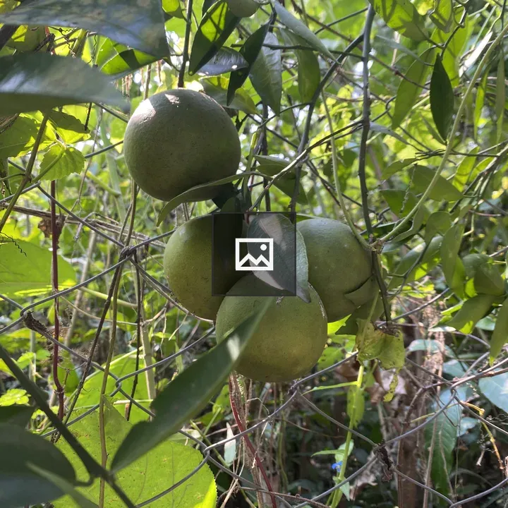 Green citrus fruits on branch