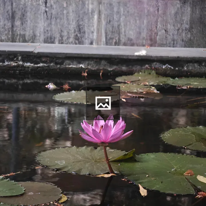 Pink Water Lily Close-Up
