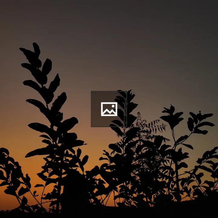 Small tree at dusk