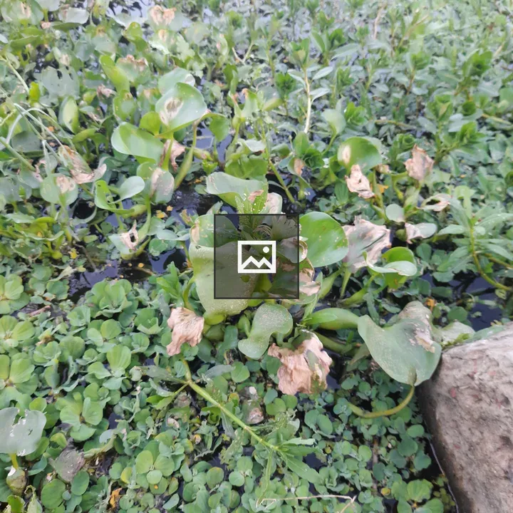 Floating water hyacinths among aquatic plants