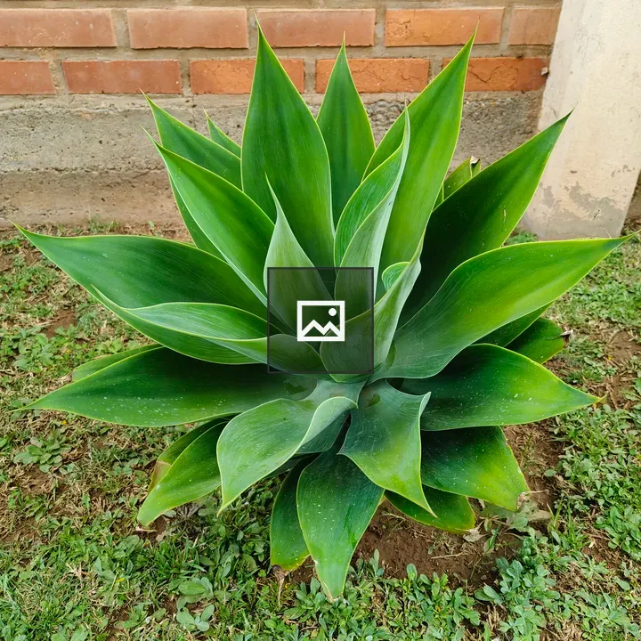 Plant with rosette leaves