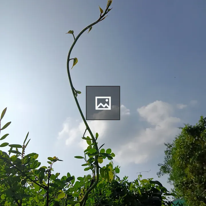 Tall plant vine against blue sky