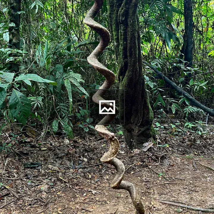Spiraling vine in rainforest