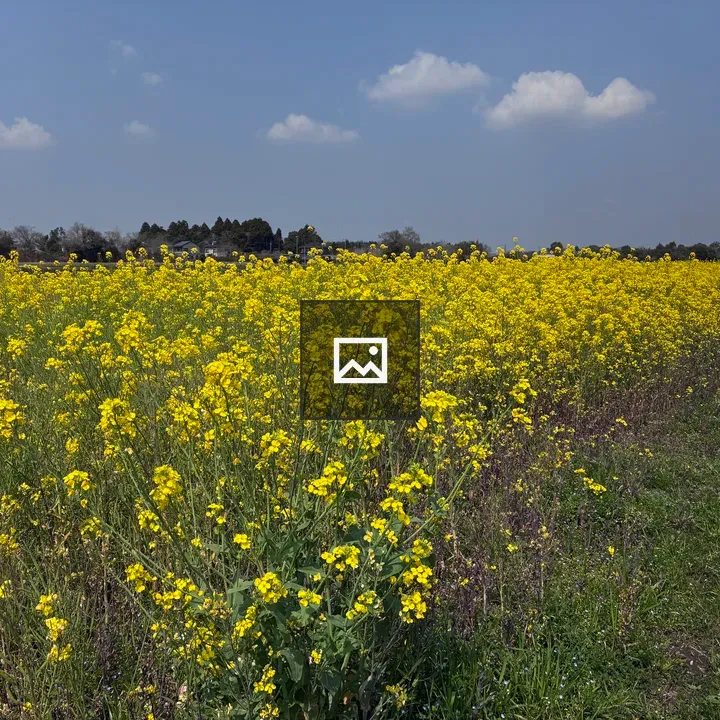 Rapeseed Field Under Blue Sky