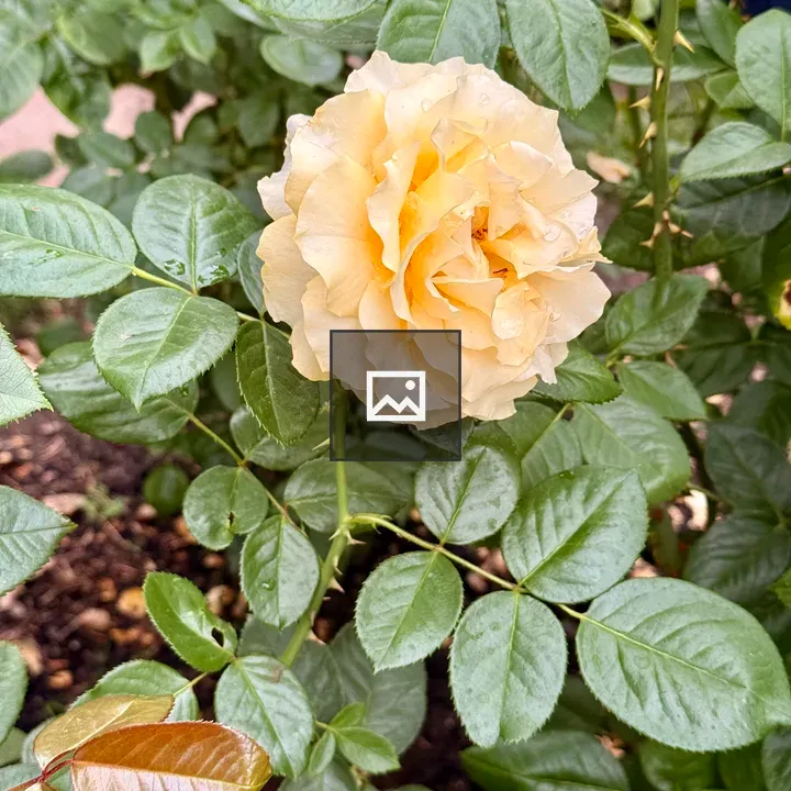 Single yellow rose with droplets