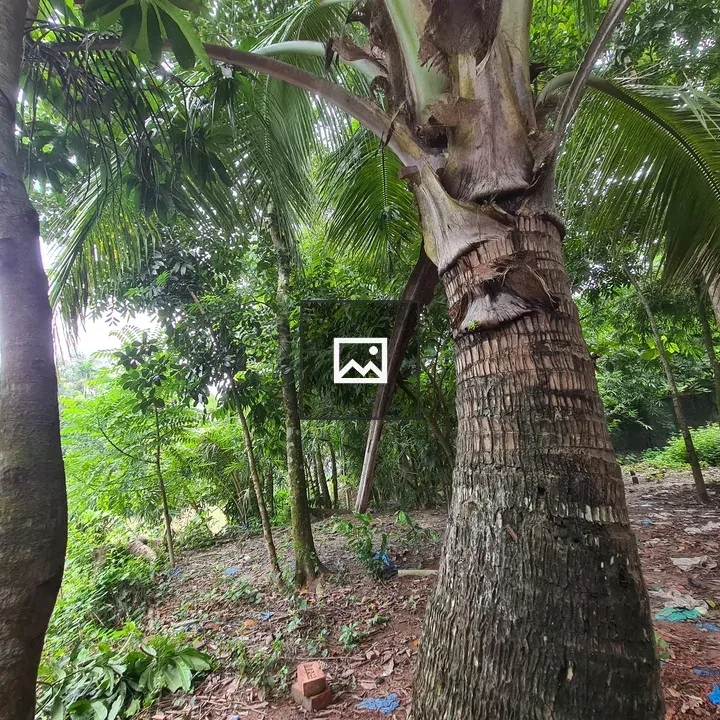 Coconut tree