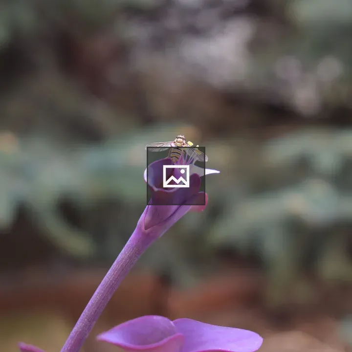 Hover Fly on Purple Heart Flower