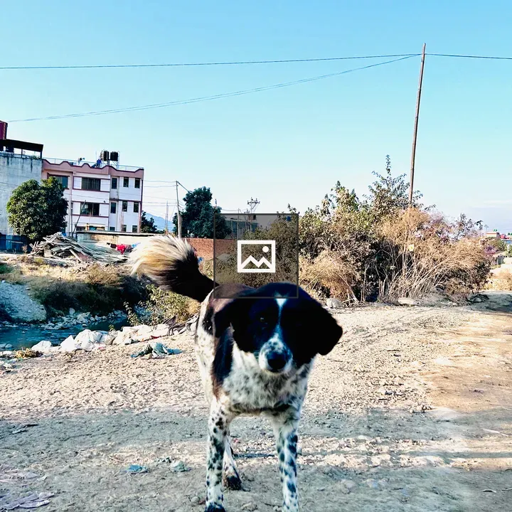 Dog Looking for Food