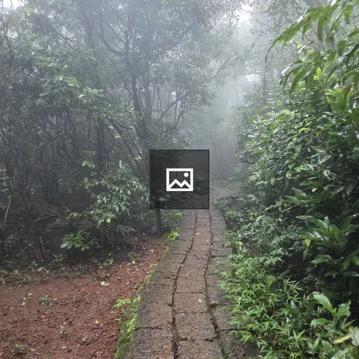 Forest Path in Winter Fog
