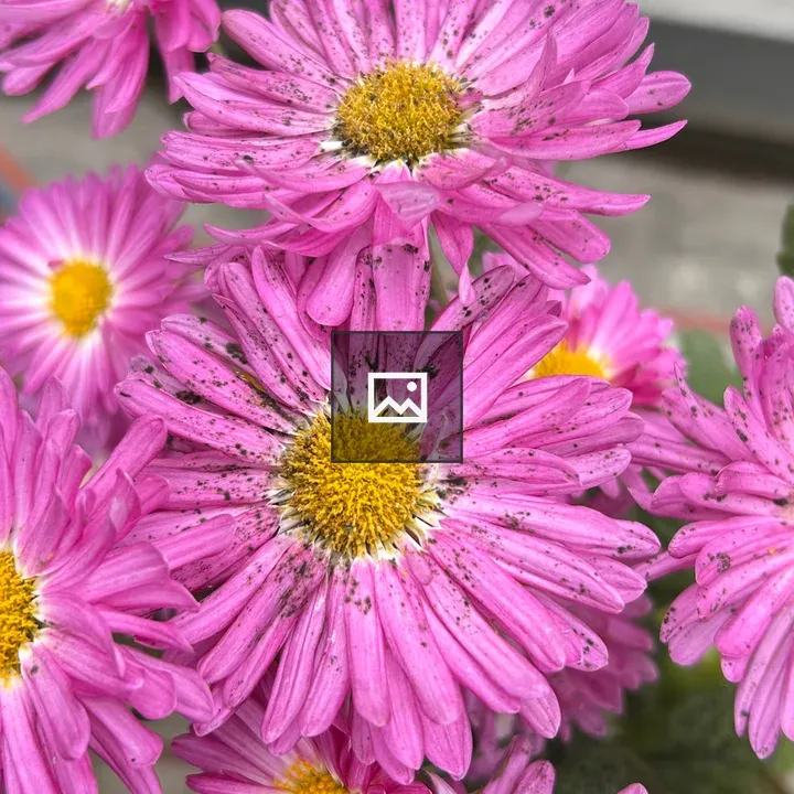 Pink daisies close-up