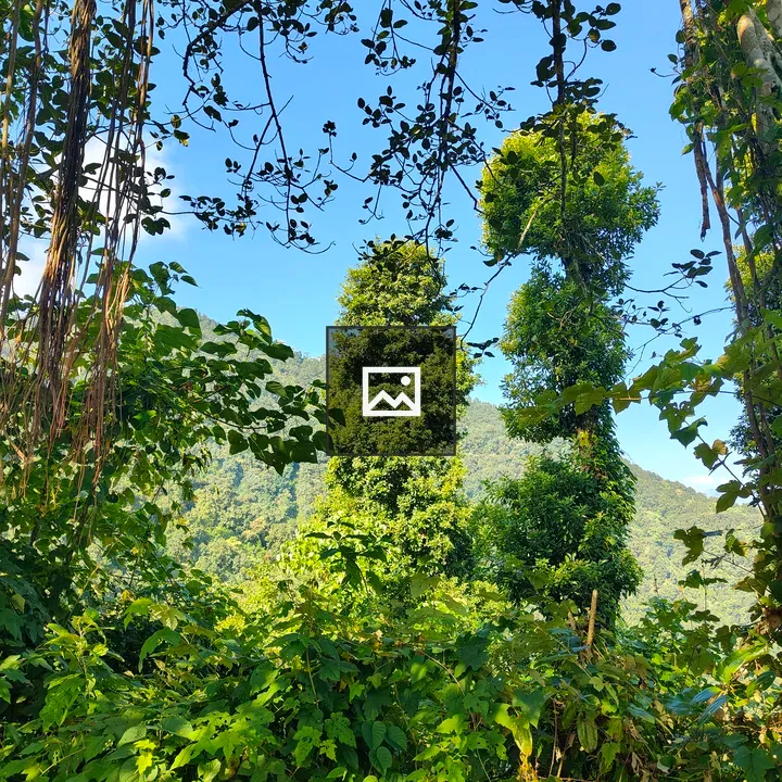 Two Verdant Trees in Dense Forest
