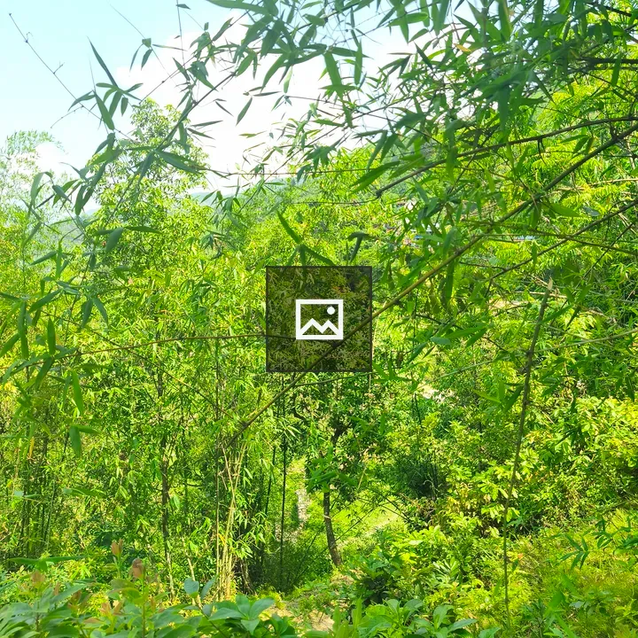 A lush bamboo landscape