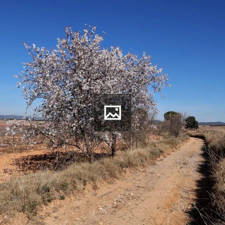 Dirt road with almond tree in bloom